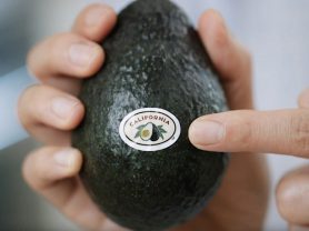 hand holding a California Avocado and pointing to the label