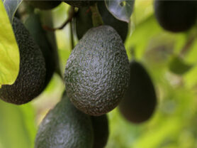 an image of avocados on a tree