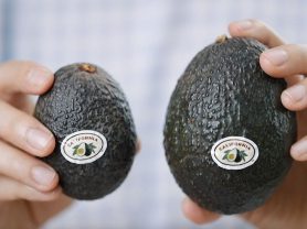 Two Hands Holding a Small and Big Avocado