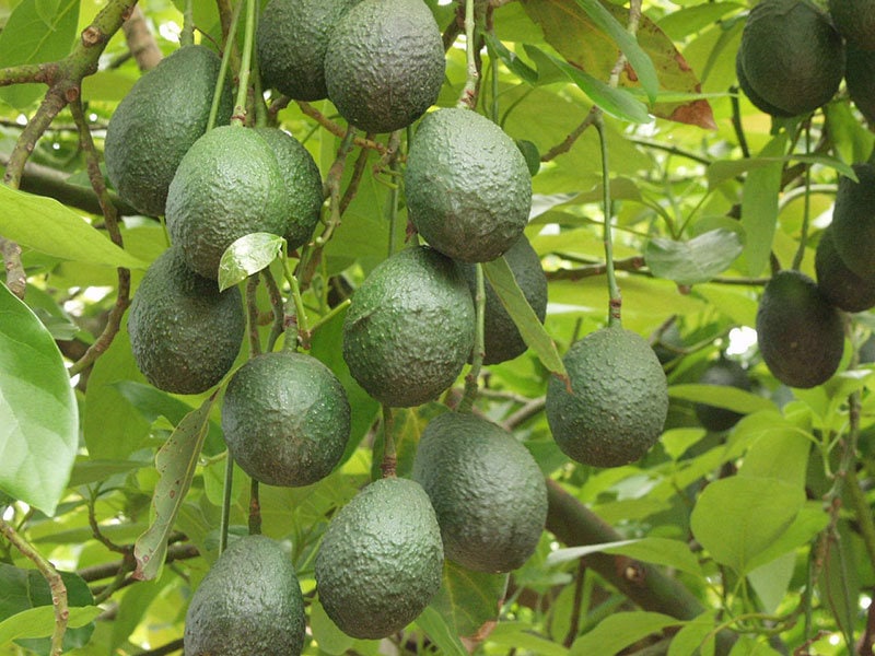 main-avocados-ready-for-harvest.jpg main-avocados-ready-for-harvest.jpg